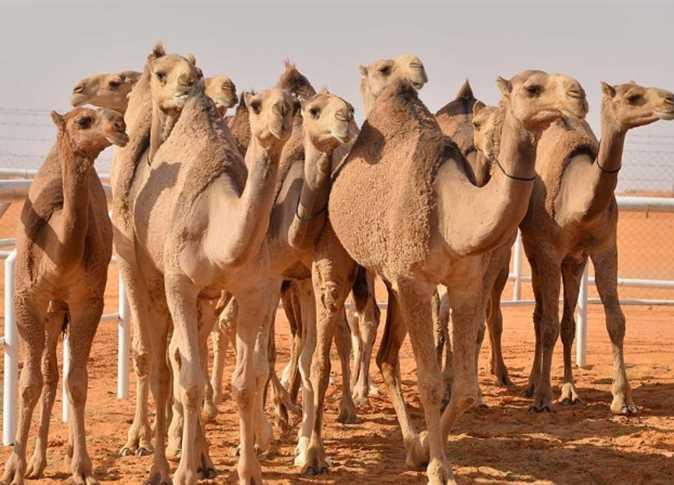 عودة المواشي الخاصة بغير السعوديين إلى دولهم